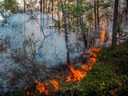 В Татарстане продлили штормовое предупреждение о пожароопасности лесов